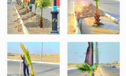 کاشت ۲۲۰ نخل تزئینی در بلوارهای ساحلی کوهستک؛ پروژه شهرداری برای توسعه فضای سبز