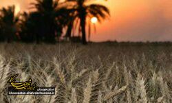پاسخ شهرداری هندیجان به موارد مطرح شده در فضای مجازی درباره حواله خرید لودر و وانت کارا